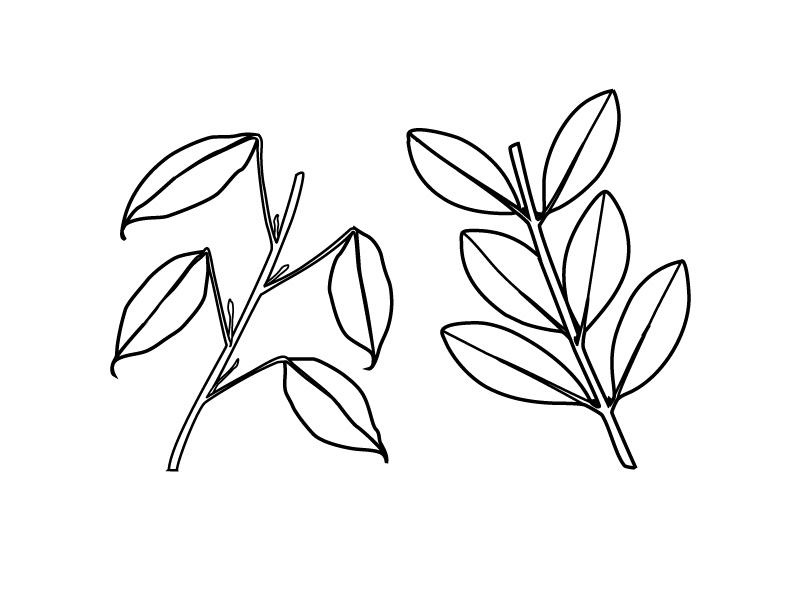 800x600 Collection Of Simple Leaf Drawing High Quality, Free