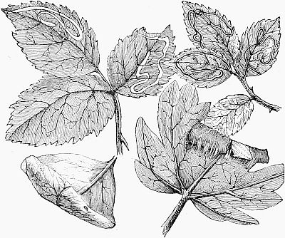 400x334 Collection Of Tobacco Leaves Drawing High Quality, Free