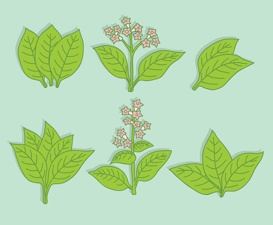 1136x936 Green Tobacco Leaf Vector Vector Art Amp Graphics