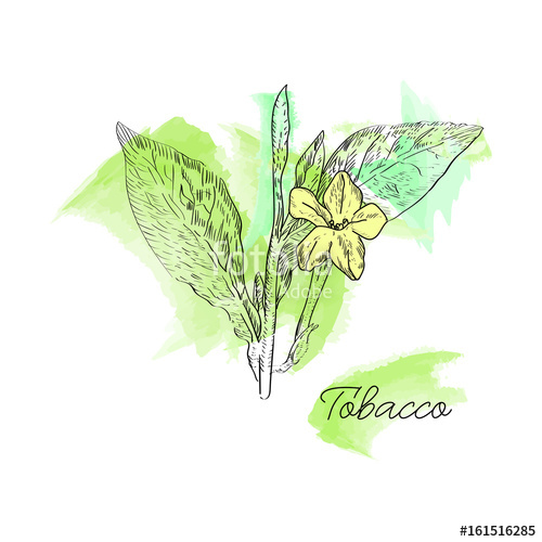 500x500 Vector Drawn Tobacco Leaves With Flowers On Watercolor Background
