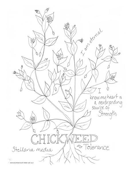 464x600 Chickweed (Tolerance) Coloring Page Ink Drawings And Activities