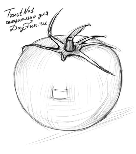 550x622 How To Draw A Tomato Step By Step