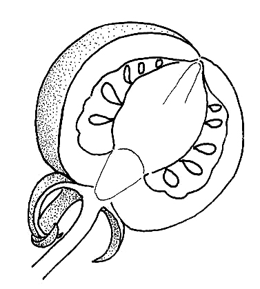 377x419 Section Through The Ripe Tomato Fruit. Drawings Of Fruit Formation