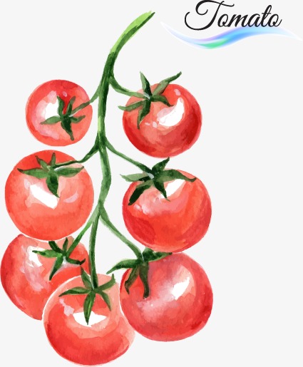 425x515 Vector Drawing Tomatoes, Vector, Watercolor, Tomato Png And Vector