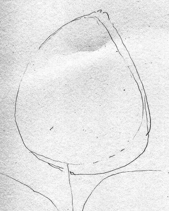 555x693 News Pencil Botanical Illustration Drawing A Bean Leaf Lizzie