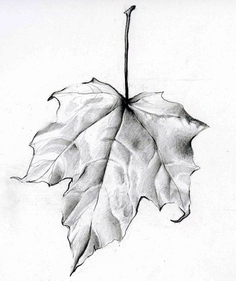 464x552 Photos Pencil Drawings Of Leaves,