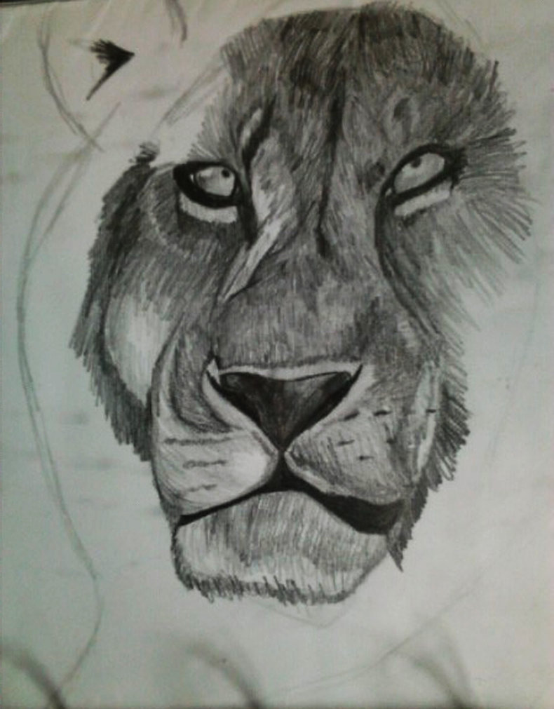 790x1011 Unfinished Lion Tonal Drawing By Spos2805