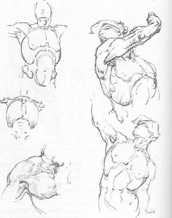 555x700 Torso Structure