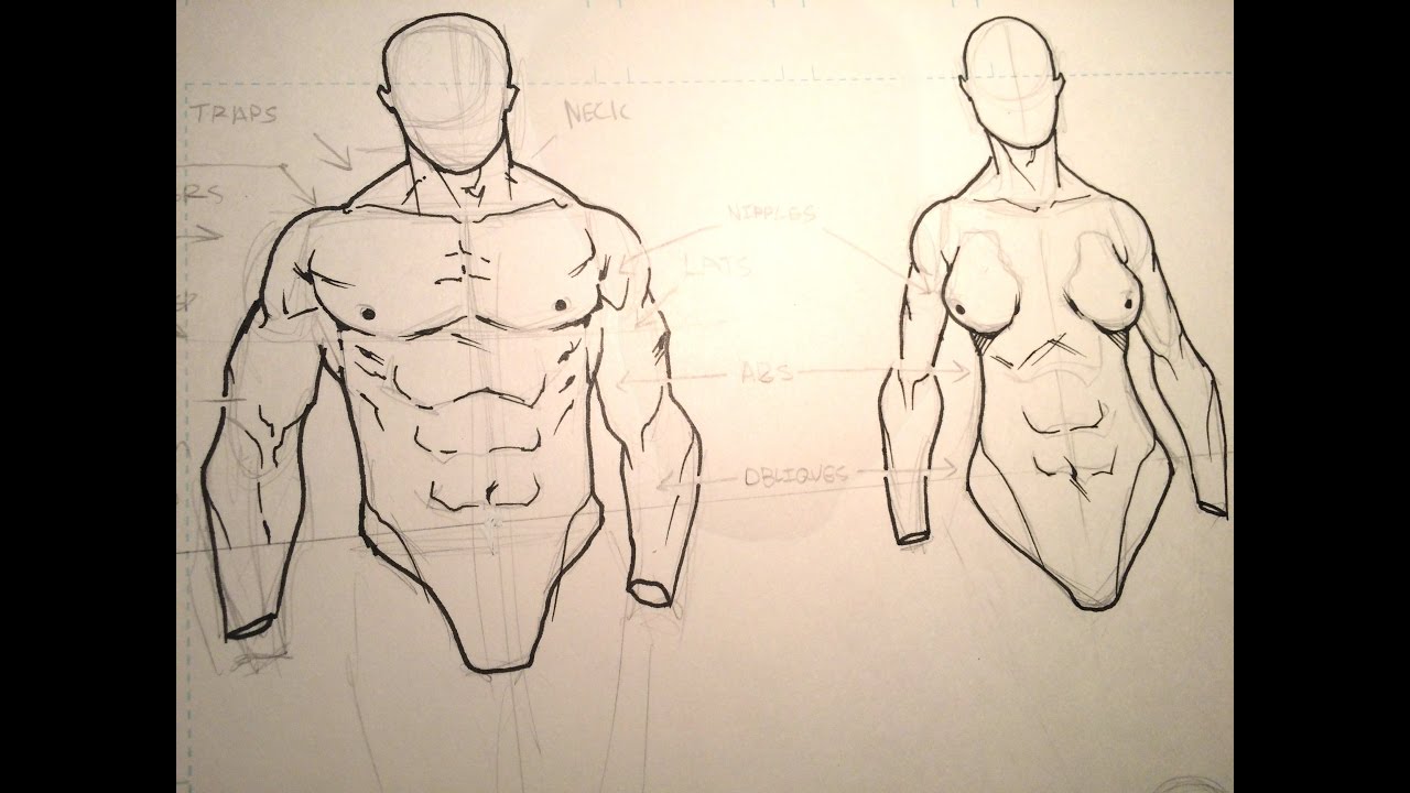 1280x720 How To Draw The Male Torso (Part 1)