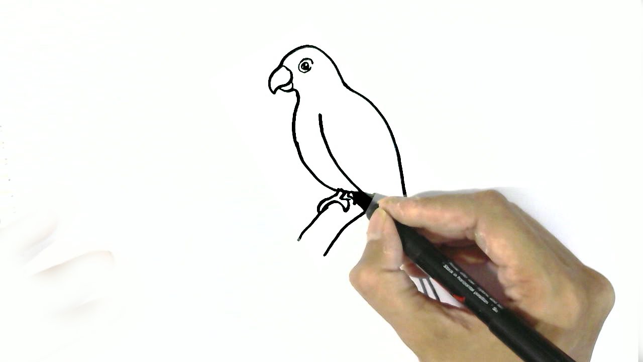 1280x720 How To Draw A Parrot In Easy Steps For Children. Beginners
