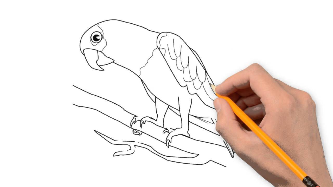 1280x720 Parrot Animals Pencil To Draw Step By Step