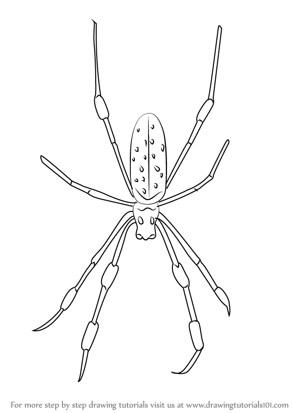 598x844 Learn How To Draw A Golden Silk Orb Weavers (Arachnids) Step By