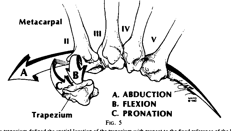 812x460 Bone Structure Of Trapezium