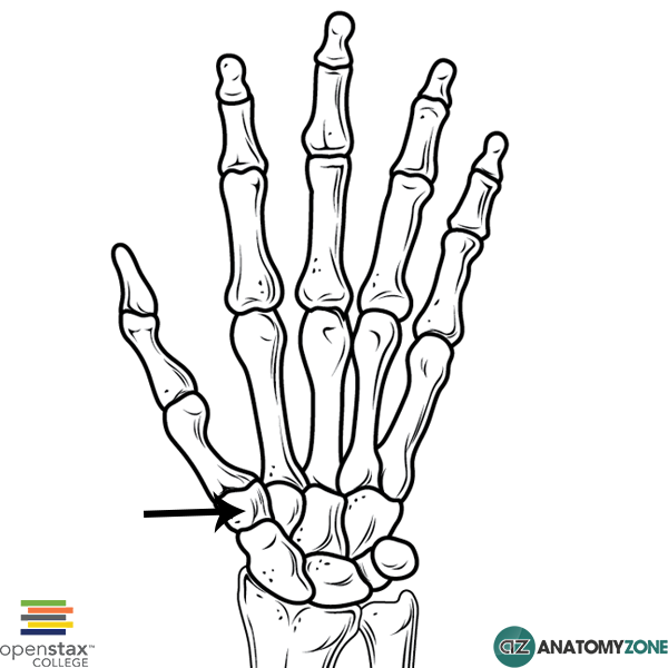 600x600 Trapezium Bone Musculoskeletal, Skeletal Anatomyzone