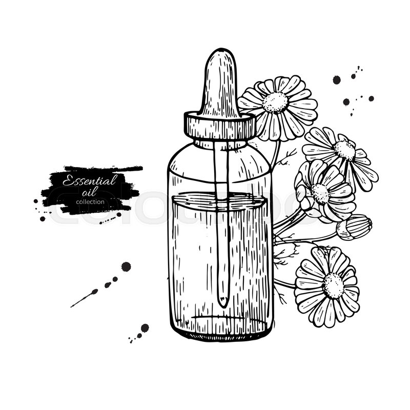 800x800 Chamomile Essential Oil Bottle And Bunch Of Flowers Hand Drawn
