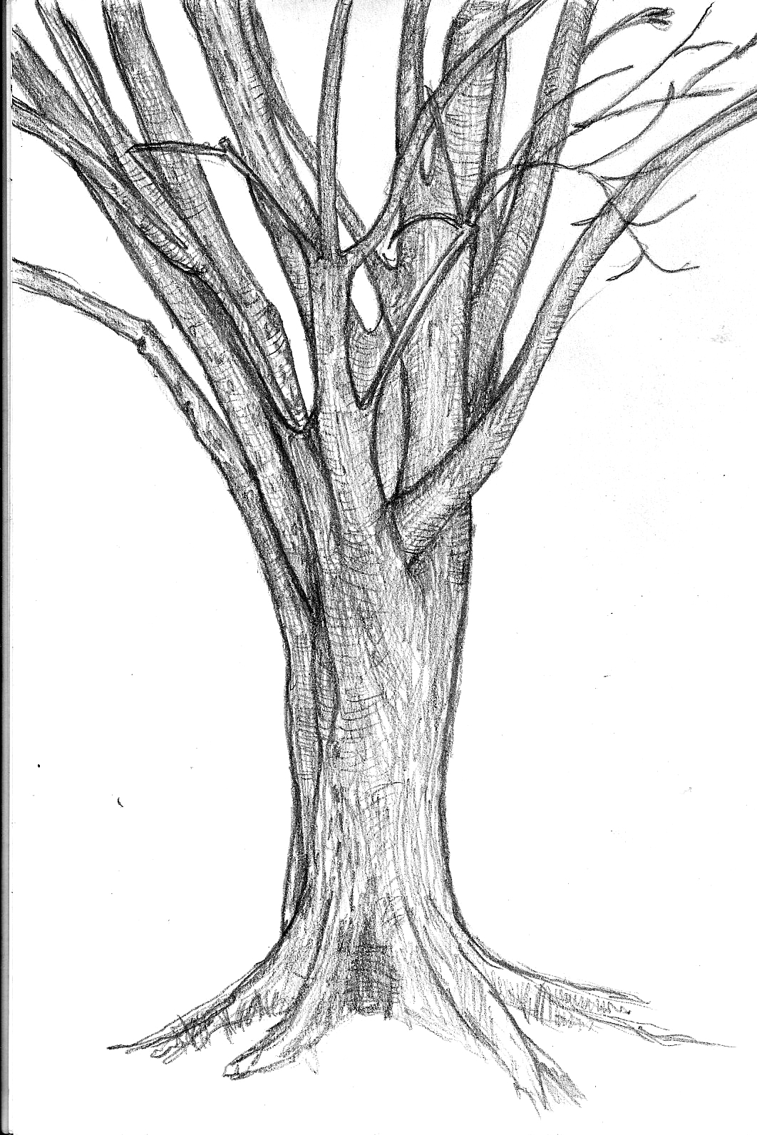 Tree Bark Texture Drawing at GetDrawings | Free download