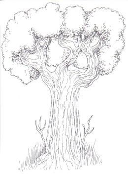 260x352 Drawing Trees How To Draw A Tree Step By Step