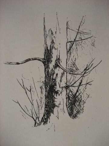 360x480 Drawings Of Trees Sketches