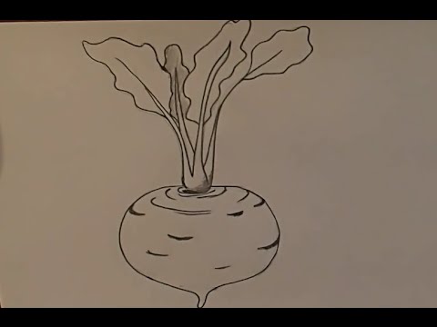 480x360 Pencil Drawings, Turnip, Hand Drawing