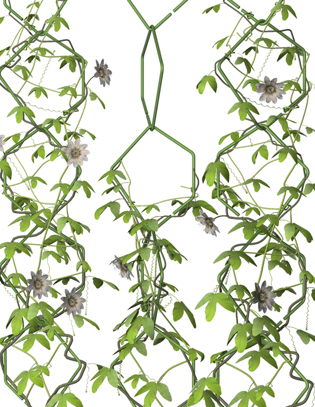 614x793 Malphettes Trellis Vertical Garden