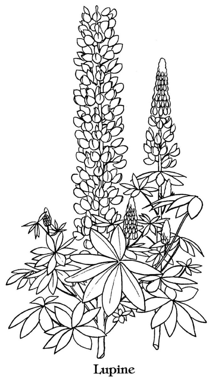 665x1204 The Truth About Bluebonnet Coloring Page Flower Drawi
