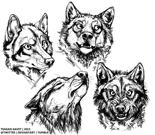 500x433 Timber Wolf Furry Tumblr