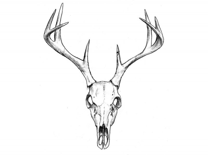800x595 Deer Skull Tattoos Tumblr Google Search Tattoos