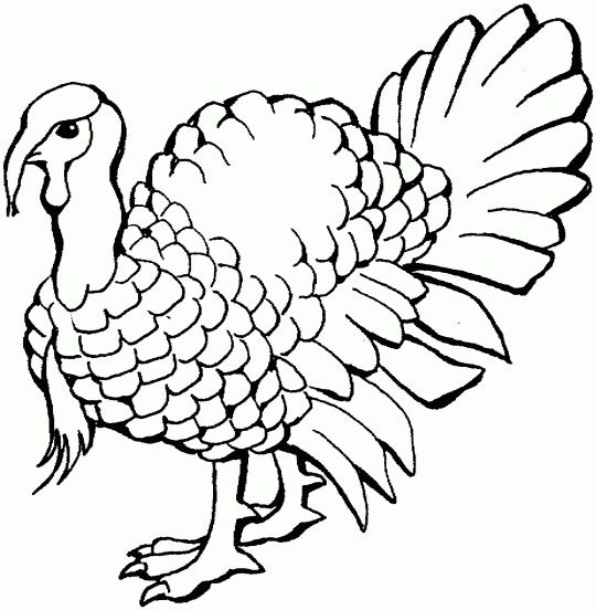 540x552 Best 34 Turkey Ideas On Coloring Pages, Turkey Drawing