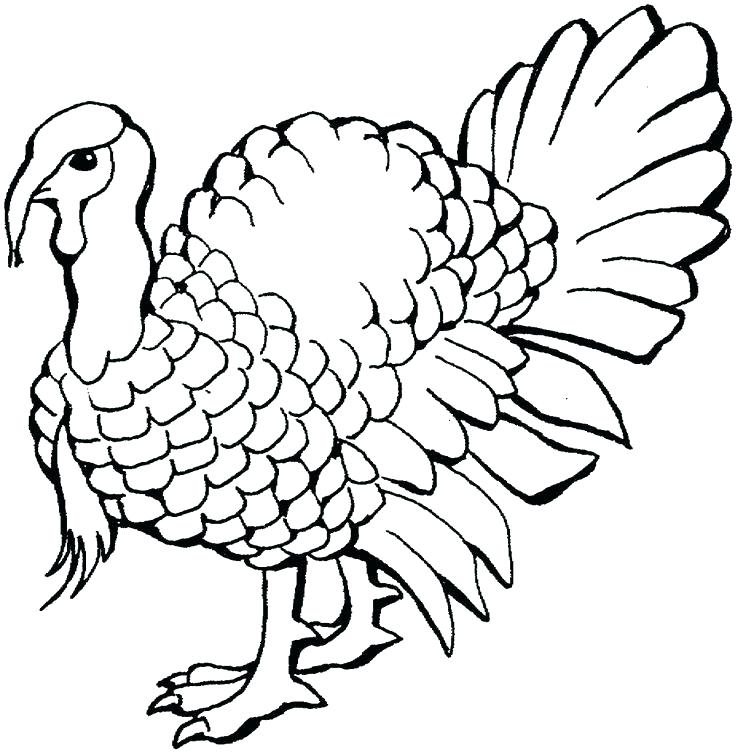 736x753 Coloring Pages Draw Turkey Coloring Pagesnimal Page Draw