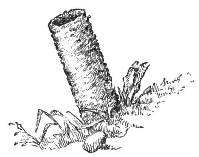 689x542 Filepsm V38 D202 Turret Of Dolichoscaptus Inops.jpg