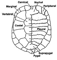 Turtle Shell Pattern Drawing at GetDrawings | Free download