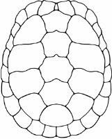 Turtle Shell Pattern Drawing at GetDrawings | Free download