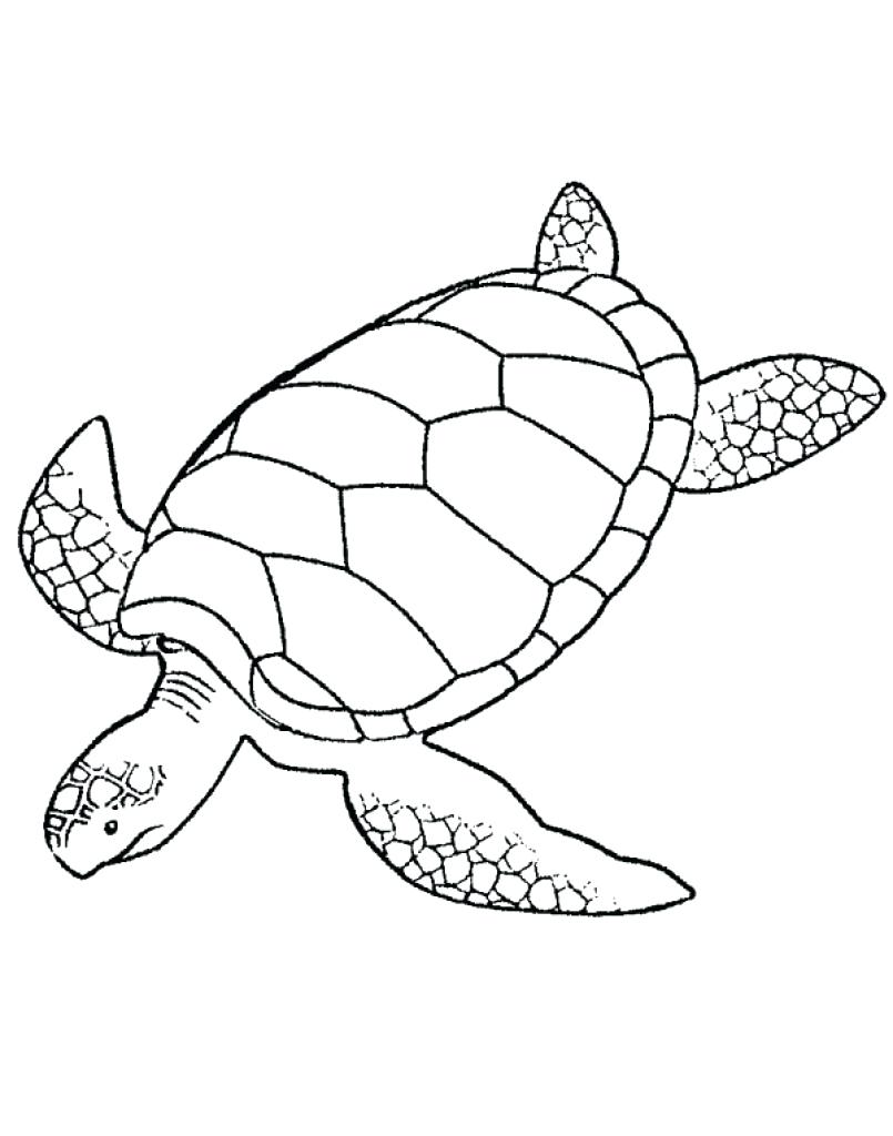 805x1024 Sea Turtle Drawing For Kids At Getdrawings Com Free Personal