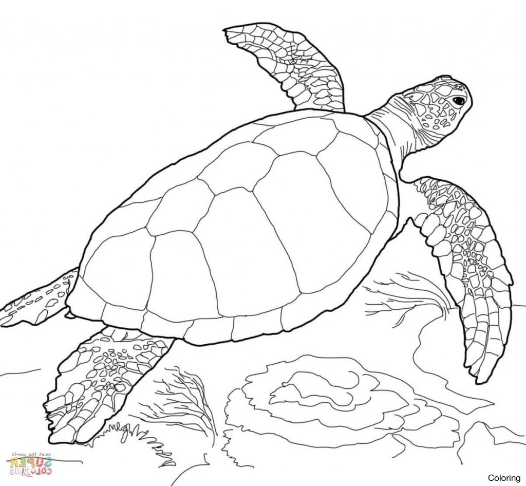 1024x946 Swimming Sea Turtle Coloring Page 20f Baby Pages Loggerhead Diaiz