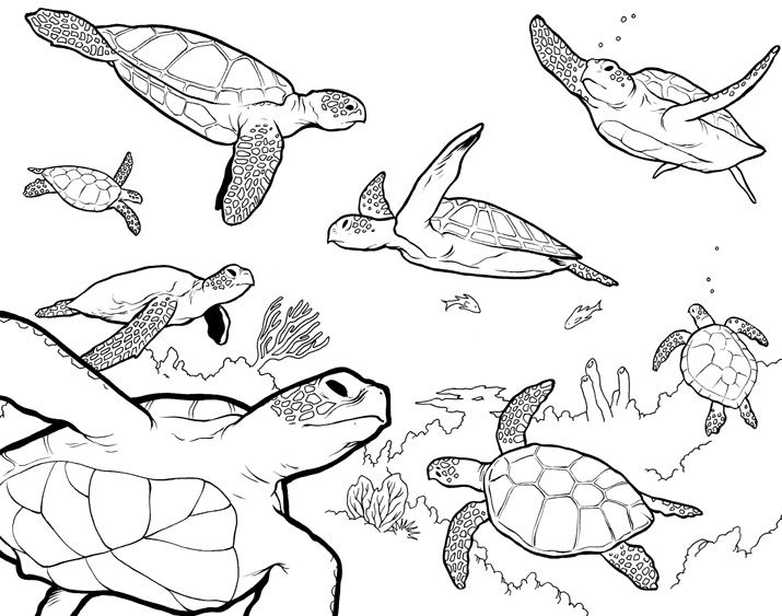 715x563 Collection Of Sea Turtle Swimming Drawing High Quality, Free