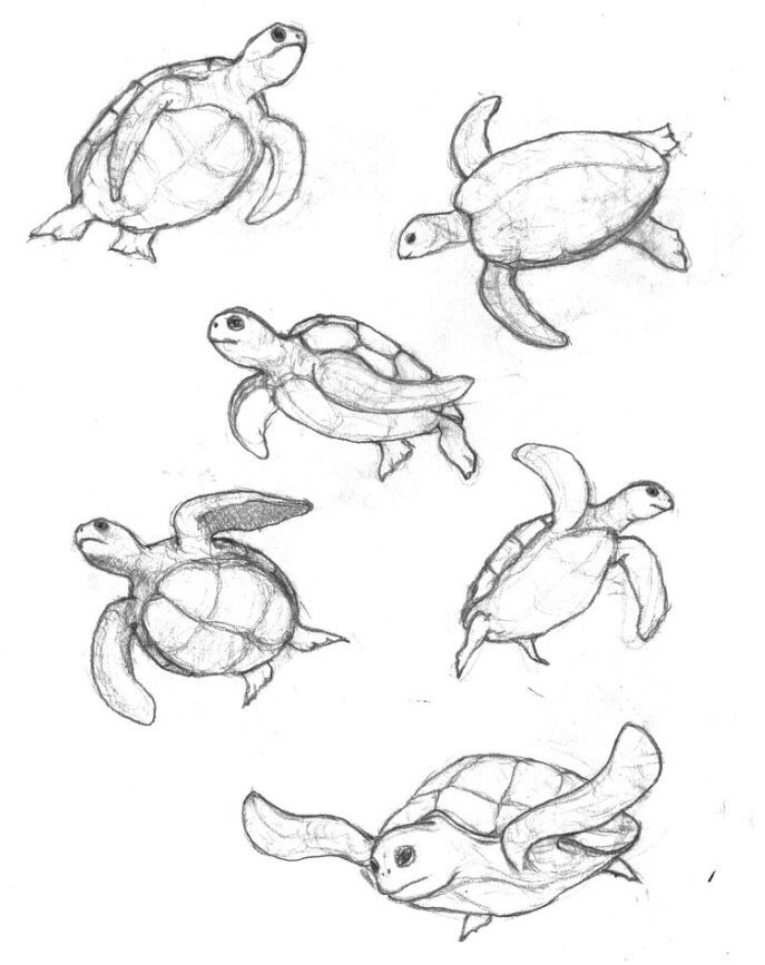 687x867 Turtle Sketches Learn To Draw Turtle, Sketches