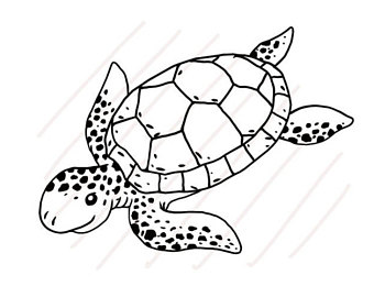 340x270 Turtle Drawing Etsy