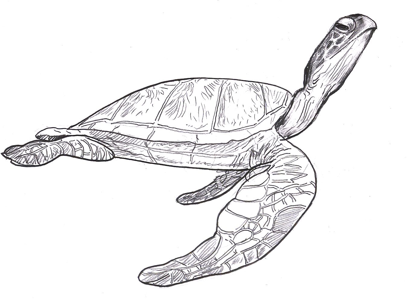 1349x996 Sea Turtle Drawing Pictures Sea Turtles! Sea Turtle Steve