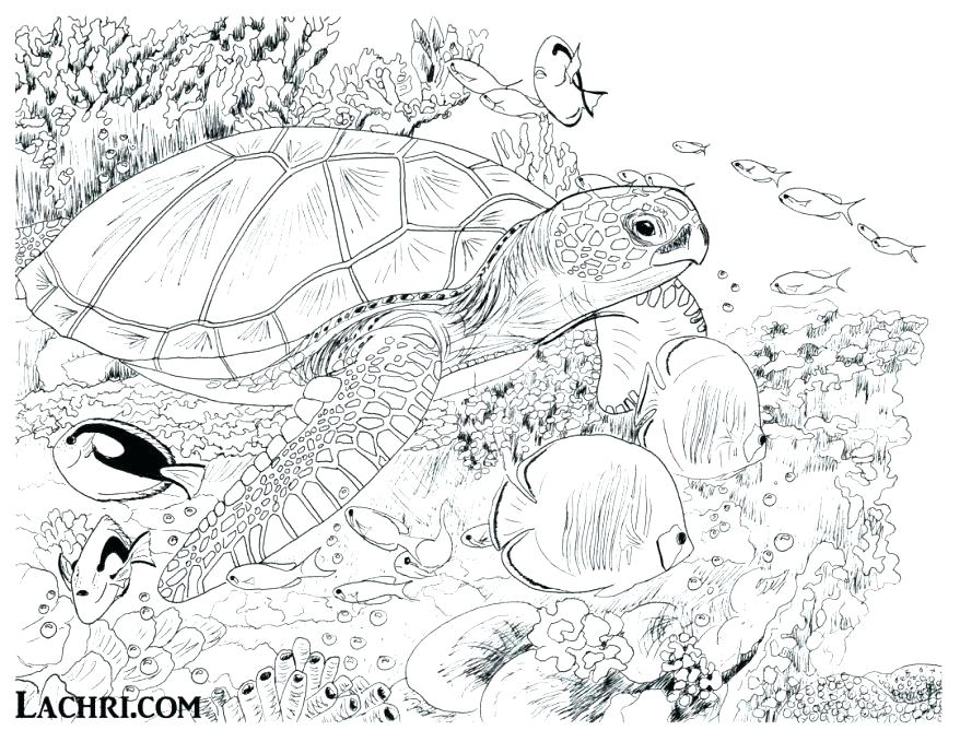878x679 Coloring Pages For Kids Disney Sea Turtles Turtle Under The Free