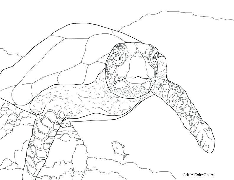 Turtle Swimming Drawing at GetDrawings | Free download