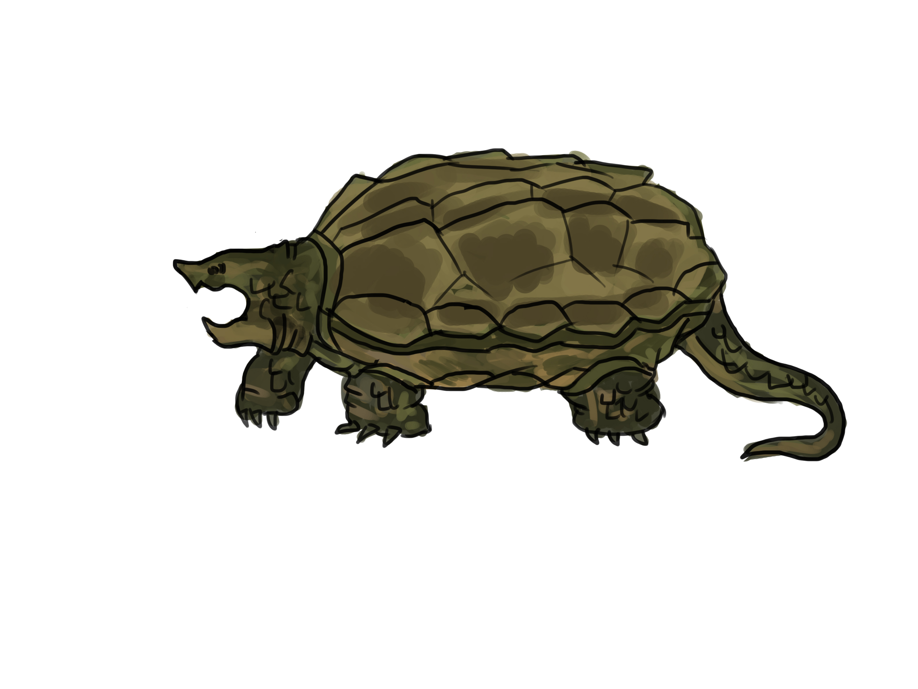 3200x2400 4 Ways To Draw A Turtle