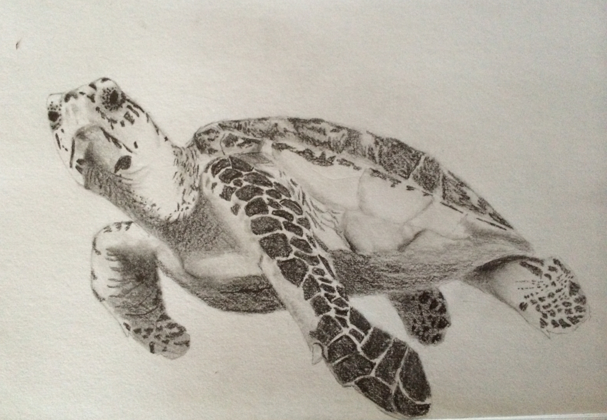 1962x1356 If I Were To Draw A Turtle, This Is How I'D Do It Ilovenewbies