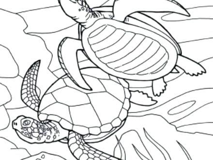 440x330 Sea Turtle Coloring Page And Free Sea Turtle Swimming Coloring