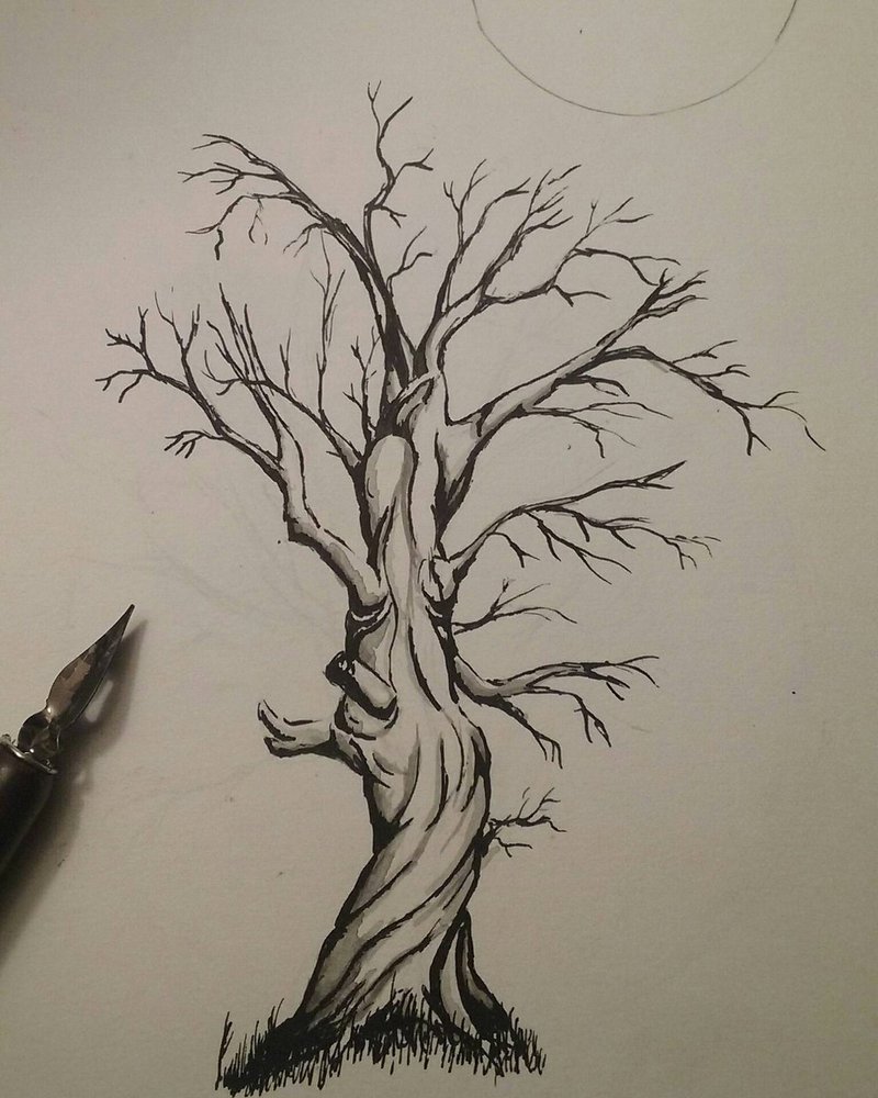 800x1000 Twisted Tree Ink Drawing By Lynxcall