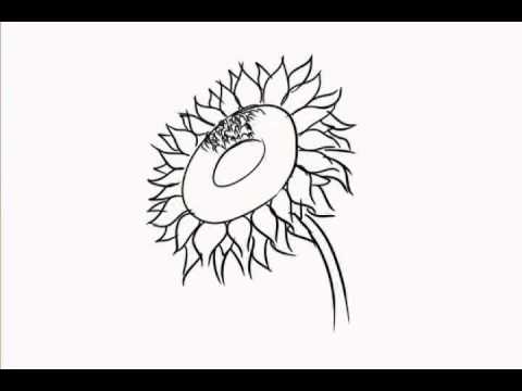 480x360 How To Draw Different Kinds Of Flowers (Speed Drawing)
