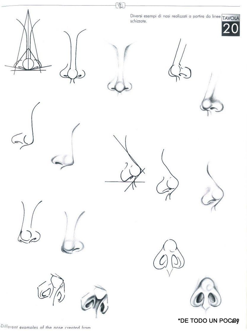 Types Of Noses Drawing at GetDrawings | Free download