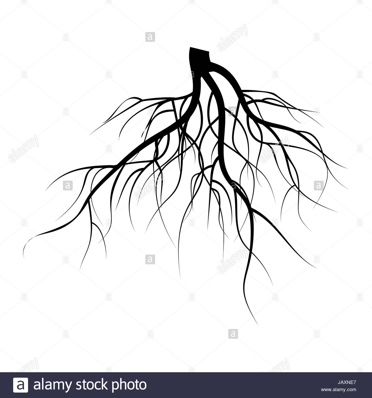 1300x1390 Tree Underground Roots Vector Set. Illustration Isolated Stock