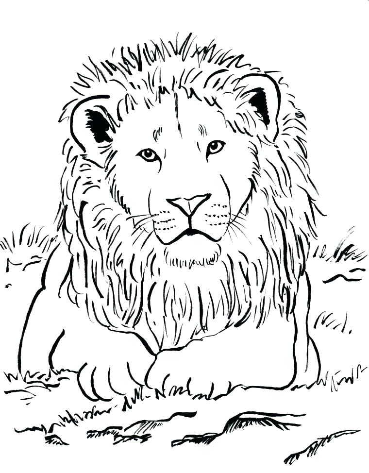 760x974 Lion Coloring Page Lion Coloring Page Lion Coloring Pages