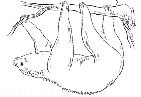 480x333 Sloth Coloring Page Sloth Hanging Upside Down Coloring Page Free