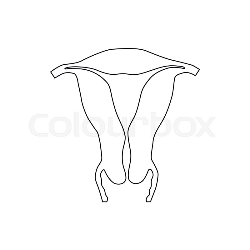 800x800 Uterus Icon In Outline Style Isolated On White Background Stock